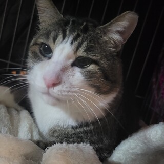 大人しいオス猫、甘えん坊です！