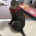 抱っこダイスキ！甘えん坊のキジ猫ちゃん