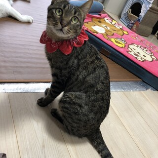 抱っこダイスキ！甘えん坊のキジ猫ちゃん