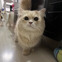 ★短足ミヌエットの男の子★血統書あります★