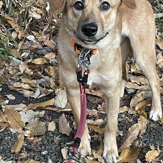 可愛い★ノアちゃんの家族を探しています！！