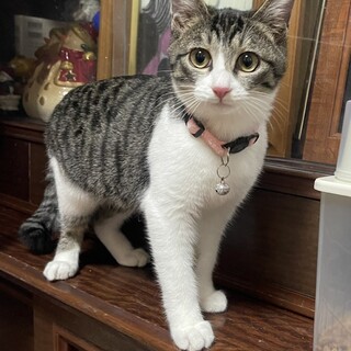 優しい里親さんが見つかりました