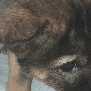 生後約2ヶ月の子犬里親緊急募集