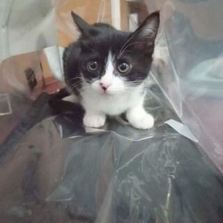 約3ヶ月半女の子です(しろちゃん