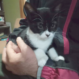 (くろちゃん)決定しました