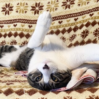 まだ決まってません(ニンジャ君)