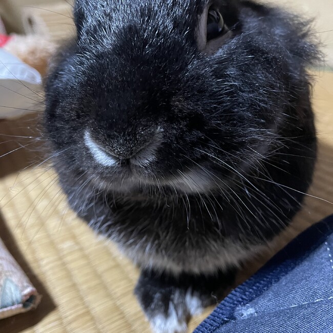 kuroウサギのカバー写真