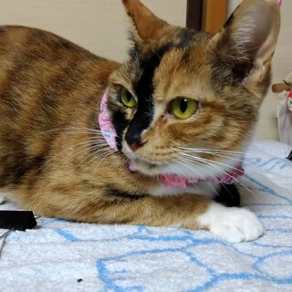 5年もお外で頑張ってきた和歌ちゃん