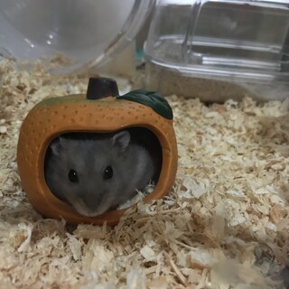 ブルーサファイア　ハムスターメス