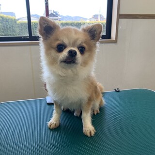 ティックくん！チワワ の男の子！