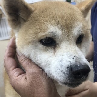 豆柴2.3歳6.5キロ
