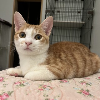 生後8ヶ月少しクセのある甘えん坊の男の子