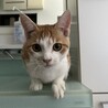 生後8ヶ月少しクセのある甘えん坊の男の子 サムネイル2