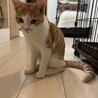 生後8ヶ月少しクセのある甘えん坊の男の子 サムネイル3