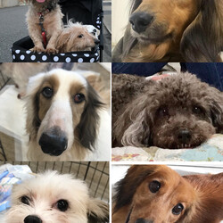 わんにゃん譲渡会　 サムネイル2