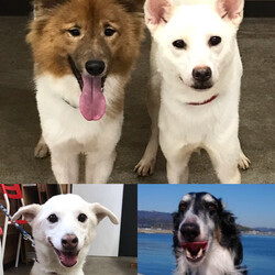 わんにゃん譲渡会　 サムネイル3