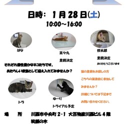 保護猫譲渡会