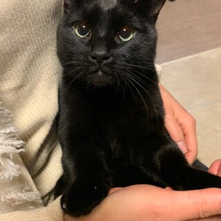 ツヤッツヤの毛並みと大きなお顔　いっく君