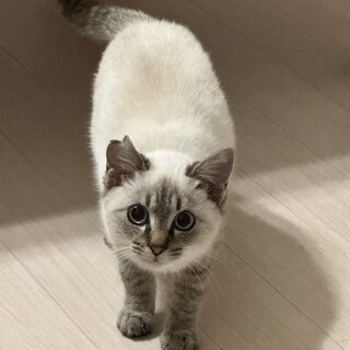 丸顔シャムミックス♂こねこ