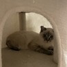 丸顔シャムミックス♂こねこ サムネイル2