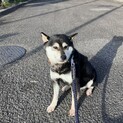 推定5〜6歳の柴犬里親緊急募集