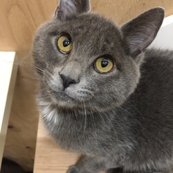 保護犬猫の譲渡会 in せとうちドッグパーク