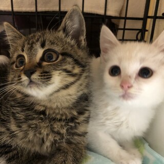 母猫とはぐれ支えあってきた、とても可愛い姉妹です。