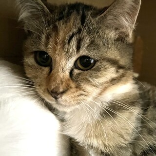 里親決定。キジ三毛猫シェリーメイ♀