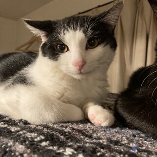 野良猫出身ハチワレ男子