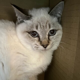 里親決定。リーナベルちゃん3ヶ月半