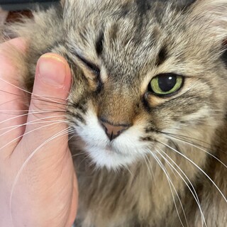 珍しい長毛種のみいちゃん☆人懐こくおとなしい♪