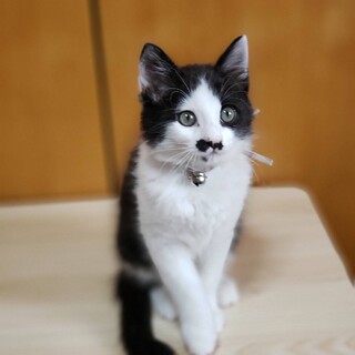 甘噛みしておねだり❤️ハチワレ男子マール