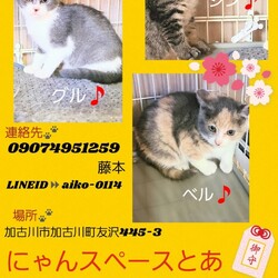 にゃんスペースとあ　ねこのお見合い会