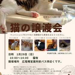 保護ねこ☆小さな譲渡会
