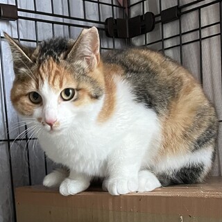 4姉弟★もふもふパステル三毛のペコちゃん