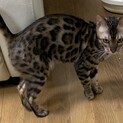 ベンガルの女の子6歳　あずき　です。