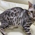 ベンガルの女の子4歳　きなこ　です。
