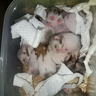 12.17生ゴールデンハムスター里親様募集