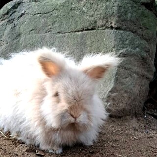 〈一旦募集停止中〉ライオンラビット・男の子