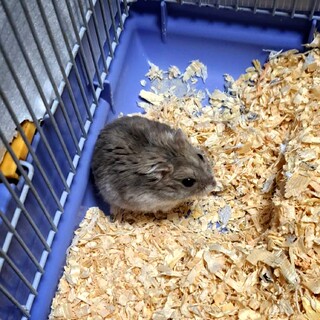 〈一旦募集停止中〉ジャンガリアンハムスター