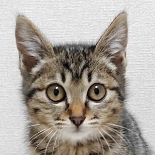 1/8　譲渡会参加予定☆イヴちゃん