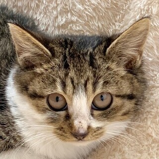 1/8　譲渡会参加予定☆プクちゃん