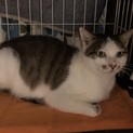 保護猫お助け下さい。