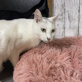 最強ベタ甘モヒカン男子4歳