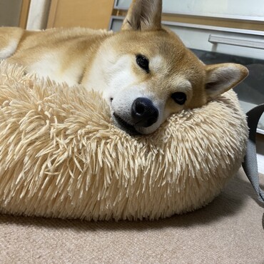 スズは今日も元気です．眠い