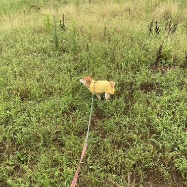 毎日の散歩…雨の日も出かけます…レインコートは嫌いです。