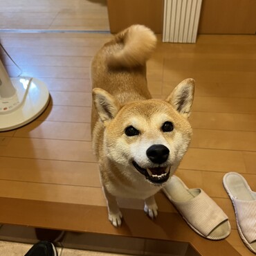 毎日玄関で出迎えてくれます。