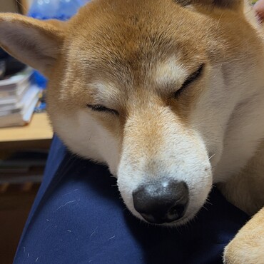 ソファーに座っているお父さんの上…好きやね。
