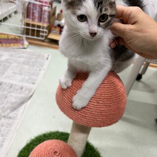 保護した子猫(シロキジ)の養子縁組募集