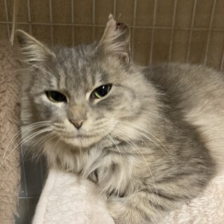快食快便快眠。大人しく甘えん坊。シータちゃん1歳